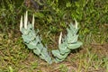 Pinewoods Milkweed - Asclepias humistrata Royalty Free Stock Photo