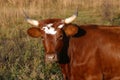 Pineywoods Cattle Red Heifer Royalty Free Stock Photo