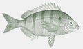 Pinfish from the atlantic ocean in side view Royalty Free Stock Photo