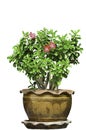 Ping Bignonia in handmade flowerpot Royalty Free Stock Photo