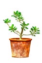 Ping Bignonia in handmade flowerpot Royalty Free Stock Photo