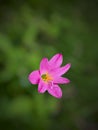 ping colored flowers with blur background. looks very beautiful to look at