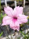 Pink kencana ungu flower blooming