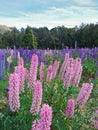 Ping Lupin flower with purple colour background Royalty Free Stock Photo