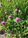Ping round shaped clover flower heads on green grass lawn close side view
