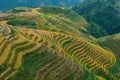 Longji Rice Terraces, Guangxi, China Royalty Free Stock Photo