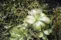 Pinguicula gigantea x moctezumae Royalty Free Stock Photo