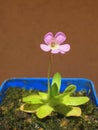 Pinguicula