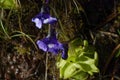 Pinguicula vulgaris a carnivorous plant. Royalty Free Stock Photo