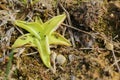 Pinguicula vulgaris, the common butterwort, on the ground Royalty Free Stock Photo