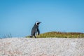 Pinguin in Cape Town South Africa
