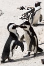 Pinguin fighting