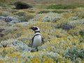 Pinguin in a green and yellow moss in seno otway reservation in chile Royalty Free Stock Photo