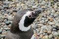 Pinguin head