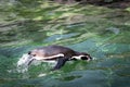 A pinguine jumping out of the water while swimming Royalty Free Stock Photo