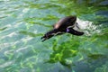 A pinguine jumping out of the water while swimming Royalty Free Stock Photo