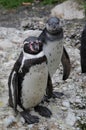 Pinguins Royalty Free Stock Photo