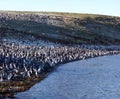 Pinguins of Magellan in Chile Royalty Free Stock Photo