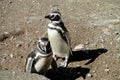 Pinguins on pebble beach stones