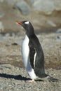 PingÃÂ¼inos Papua en la Peninsula Antartica