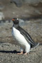 PingÃÂ¼inos Papua en la Peninsula Antartica