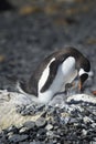 PingÃÂ¼inos Papua en la Peninsula Antartica Royalty Free Stock Photo