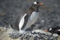 PingÃÂ¼inos Papua en la Peninsula Antartica