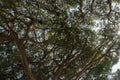 Pinia pine, Italian pine