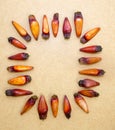 Pinion fruits Top view arranged in a circular shape