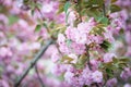 Pink abloom cherry (sakura) blossom Royalty Free Stock Photo
