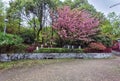 Pink abloom cherry (sakura) blossom