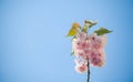 Pink abloom cherry (sakura) blossom Royalty Free Stock Photo