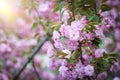 Pink abloom cherry (sakura) blossom