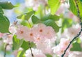 Pink abloom cherry (sakura) blossom Royalty Free Stock Photo