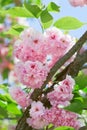 Pink abloom japanese cherry (sakura) blossom Royalty Free Stock Photo