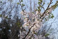 Pink abloom japanese cherry (sakura) blossom