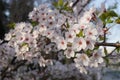 Pink abloom japanese cherry (sakura) blossom Royalty Free Stock Photo