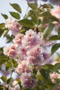 Pink abloom japanese cherry sakura blossom. Royalty Free Stock Photo