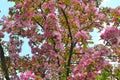 Pink abloom japanese cherry sakura blossom in sunny spring day Royalty Free Stock Photo