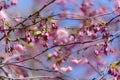 Pink abloom japanese cherry sakura blossom in sunny spring day Royalty Free Stock Photo