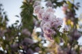 Pink abloom japanese cherry sakura blossom.