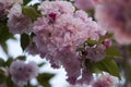 Pink abloom japanese cherry sakura blossom.