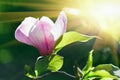 Pink abloom magnolia flower in sunny spring day