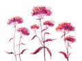 Pink abstract umbellate plants, watercolor painting on a white background.