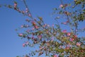 Pink acacia blossom