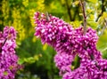 Pink acacia bunch