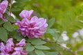 Pink acacia flower closeup Robinia pseudoacacia.