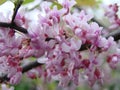 Pink acacia flower closeup Robinia pseudoacacia . Acacia tree bloom, Robinia hispida, known as bristly locust, rose-acacia, or