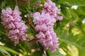 Pink acacia flower closeup Robinia pseudoacacia.