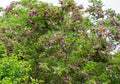 Pink acacia flowers Robinia pseudoacacia or Robinia Viscosa. Big Acacia tree bloom with purple flowers